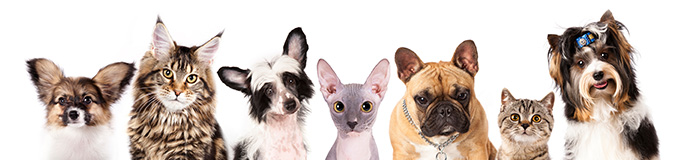 Entête chats et chiens